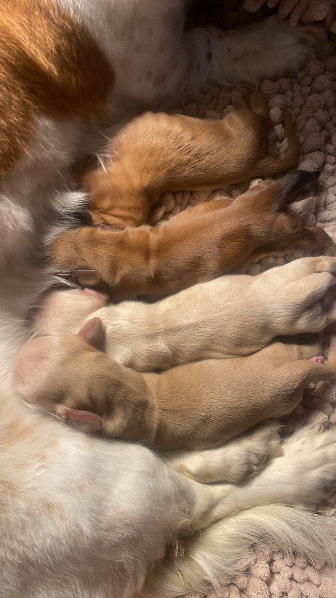 AKC Mini Dachshunds (2 Fem, 2 Mal)