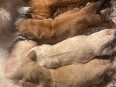 AKC Mini Dachshunds (2 Fem, 2 Mal)