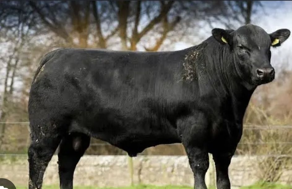 ISO Black Angus Bull to stud out