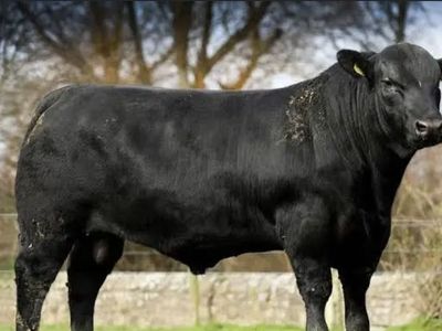 ISO Black Angus Bull to stud out