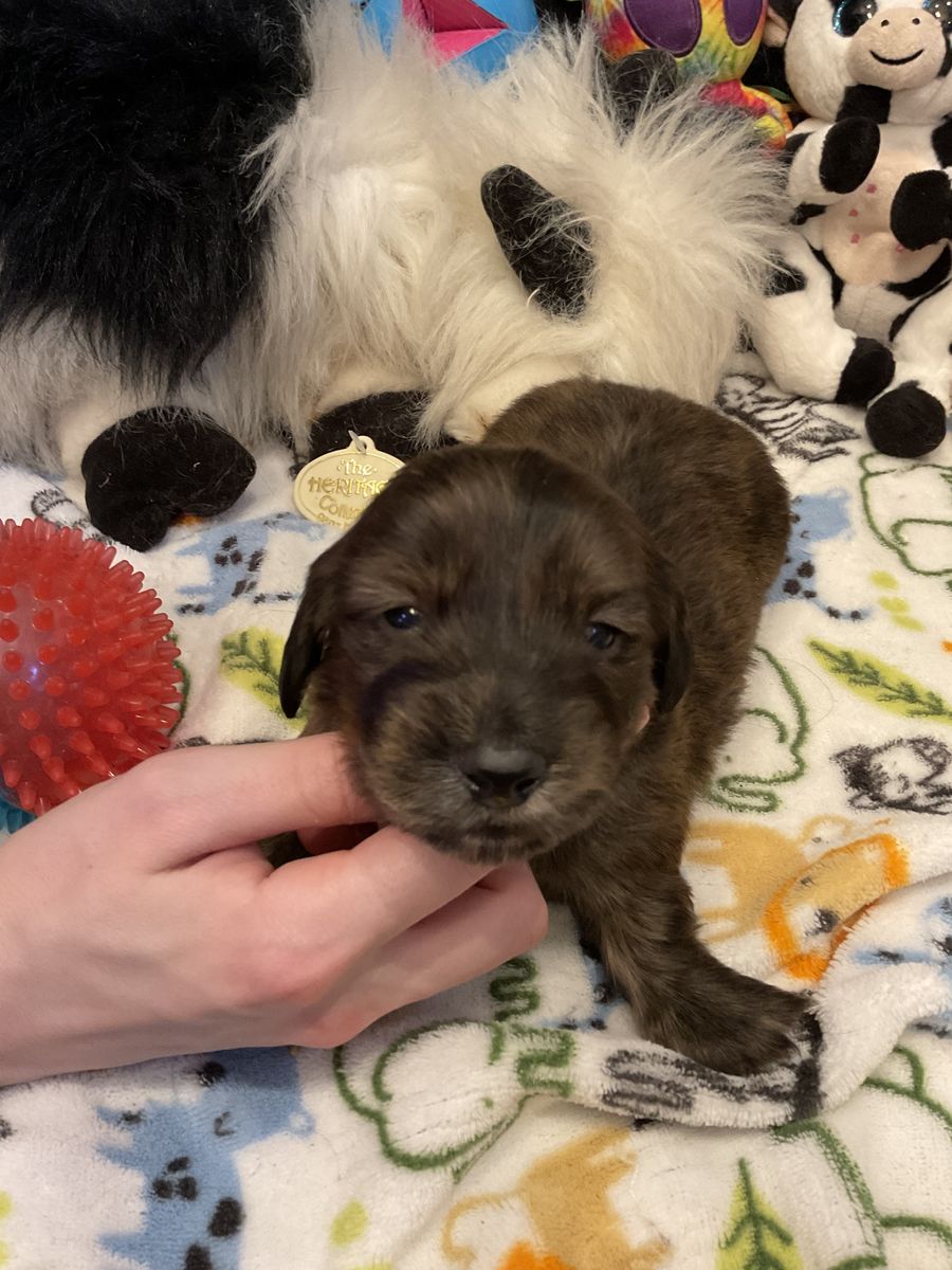 ACK Lon Hair Male Miniature Dachshund