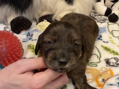 ACK Lon Hair Male Miniature Dachshund