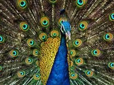 peacocks India Blue male