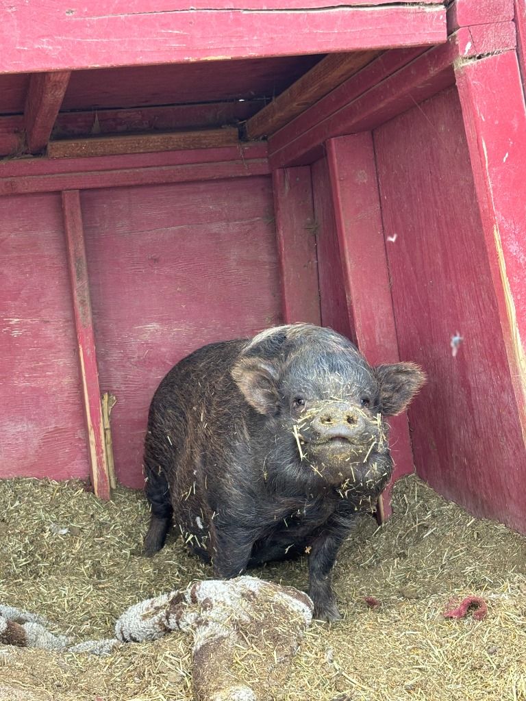 Wallace the Pet Pig