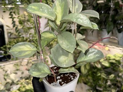 Hoya carnosa ‘Argentea Princess’ - Plant