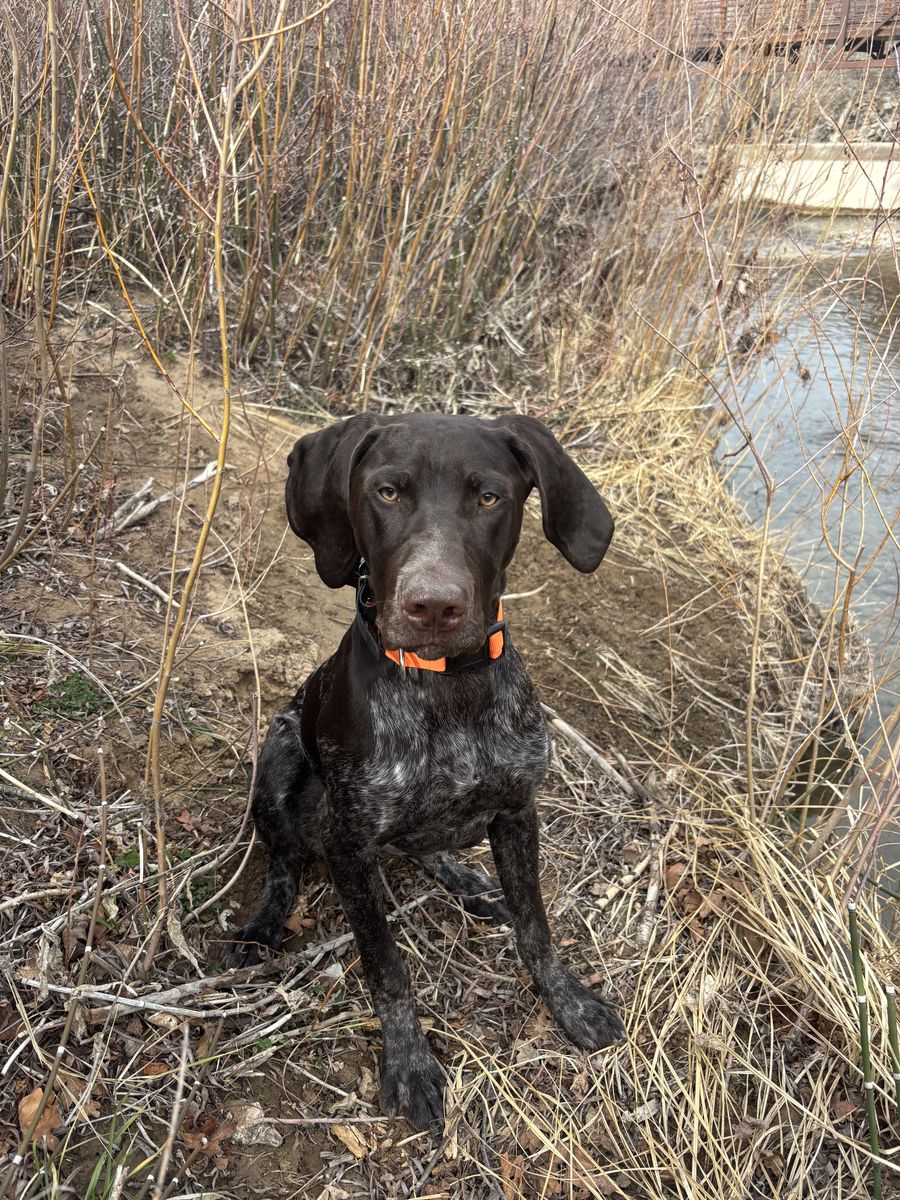 German Shorthair Pointer Male - 7 Months