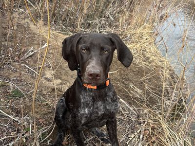 German Shorthair Pointer Male - 7 Months