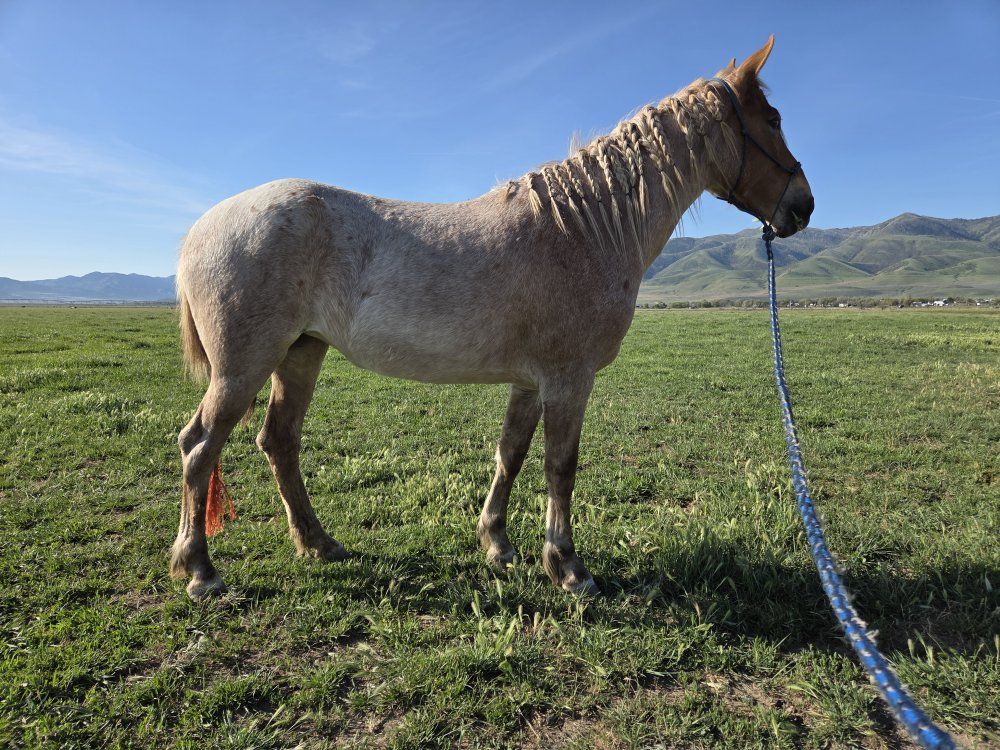 Strawberry Roan 1/4 Draft Filly