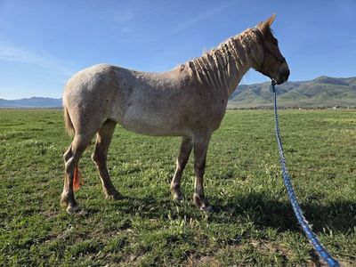 Strawberry Roan 1/4 Draft Filly