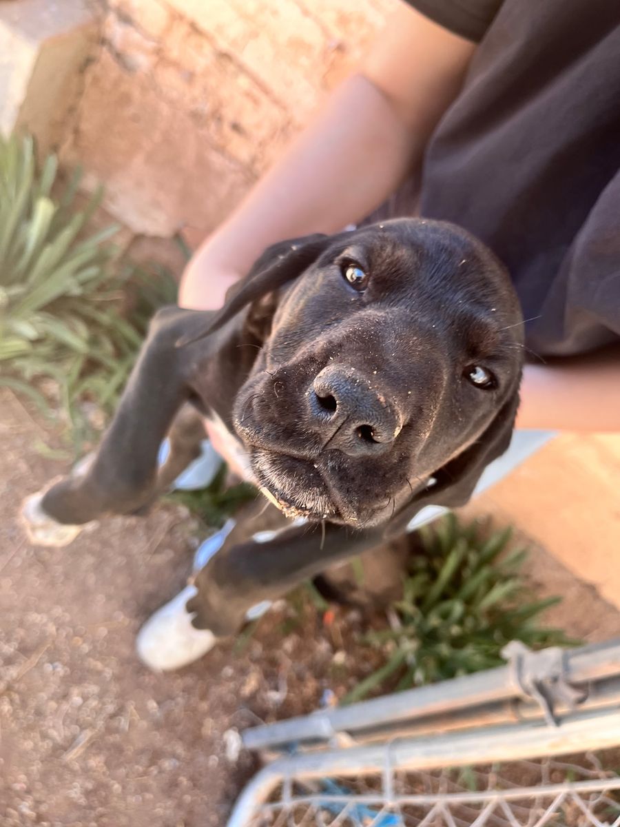German Shorthaired Pointers
