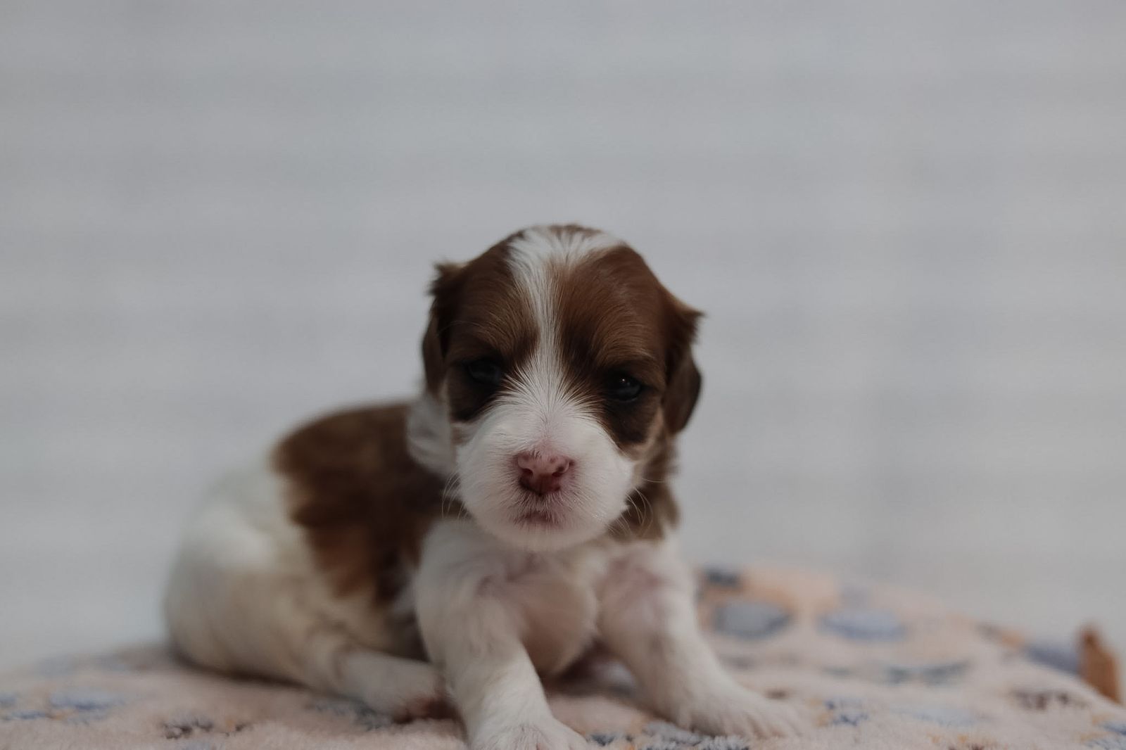 Hypoallergenic Cavachon/Maltipoo Puppies - Male & Female Available cavapoochon cavapoo Maltese