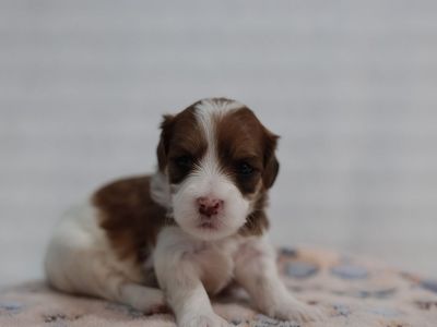 Hypoallergenic Cavachon/Maltipoo Puppies - Male & Female Available cavapoochon cavapoo Maltese