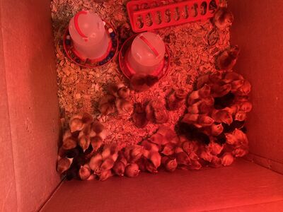 chicks just hatched