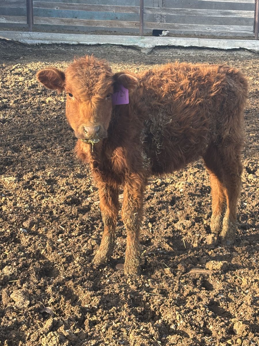 Novilla con soplo cardiaco