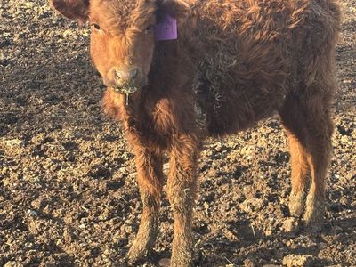 Novilla con soplo cardiaco