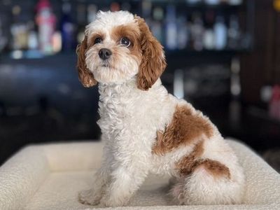 8 lbs Red Blenheim F1b Cavapoo Stud Service – Hypoallergenic Teddy Bear Puppies