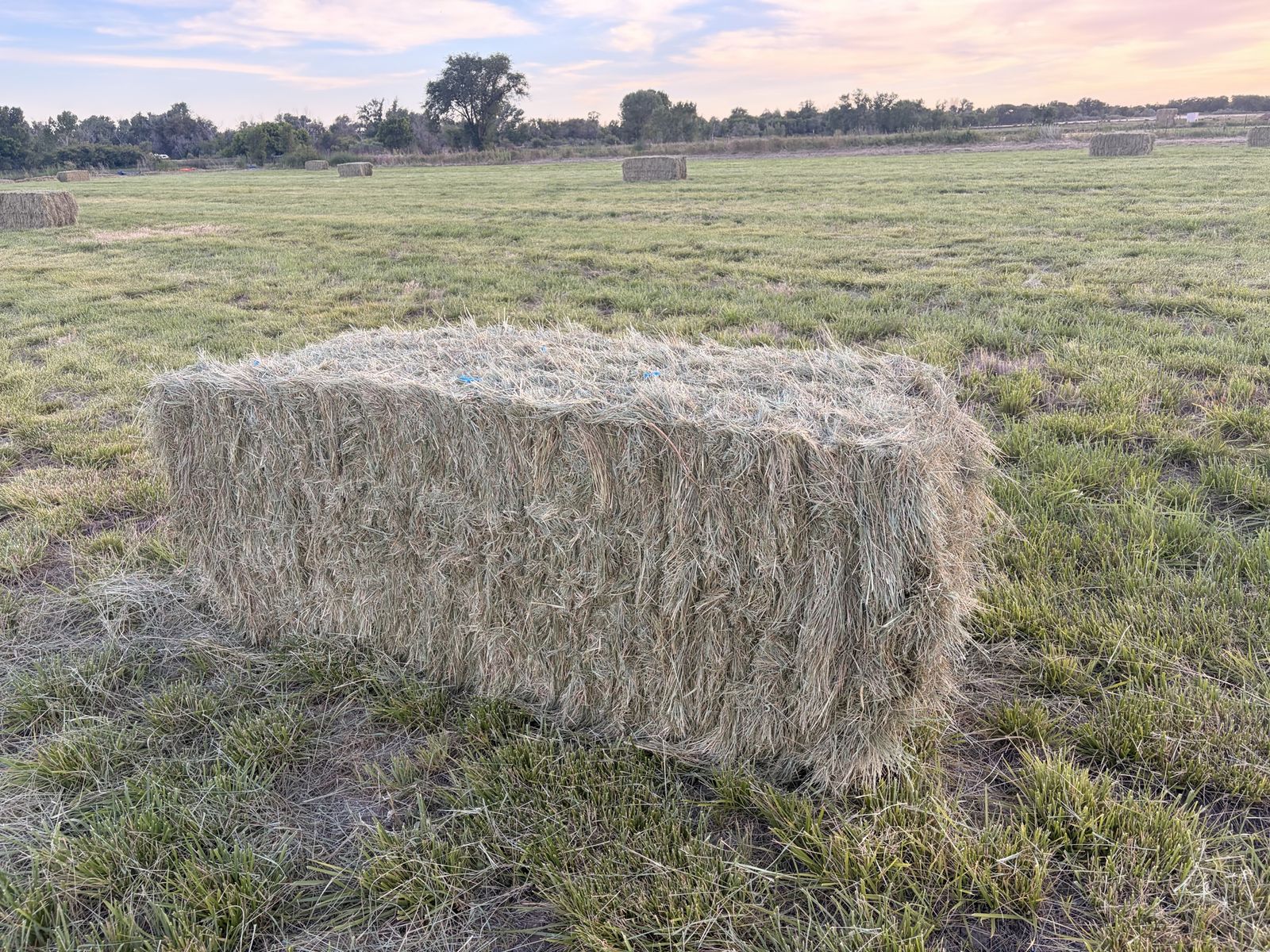Grass Hay
