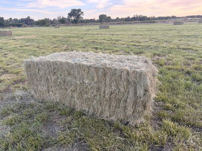 Grass Hay