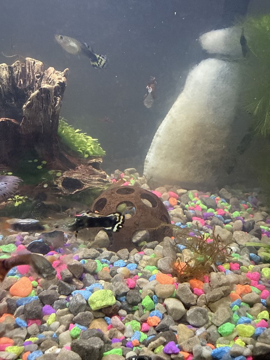 Assorted male guppy’s