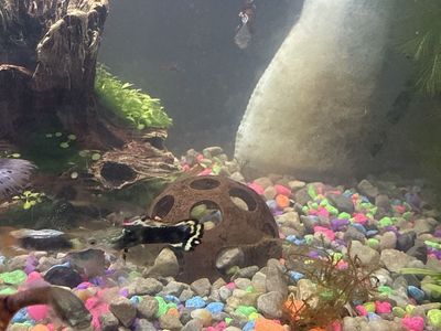 Assorted male guppy’s