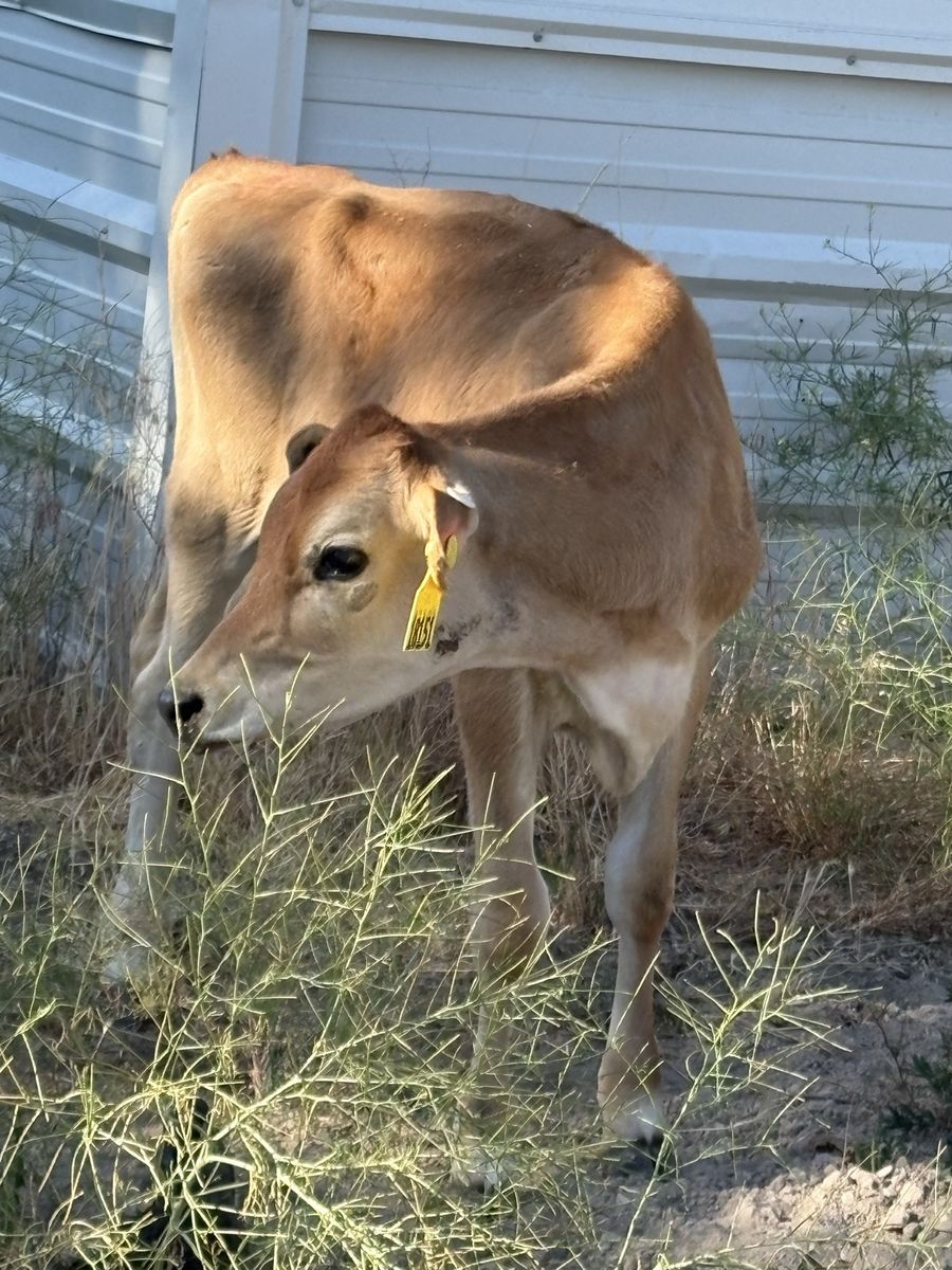 Jersey heifers ready to get to work