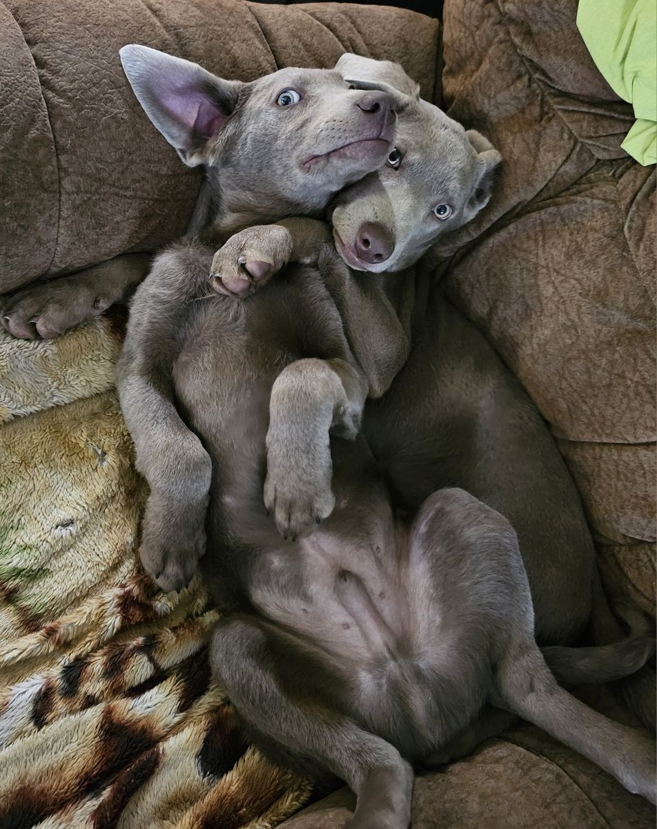 AKC Silver/Charcoal Labrador