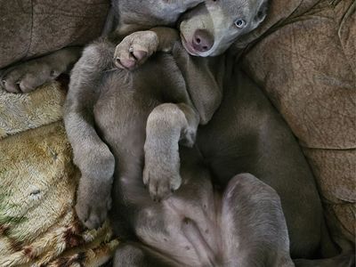 AKC Silver/Charcoal Labrador