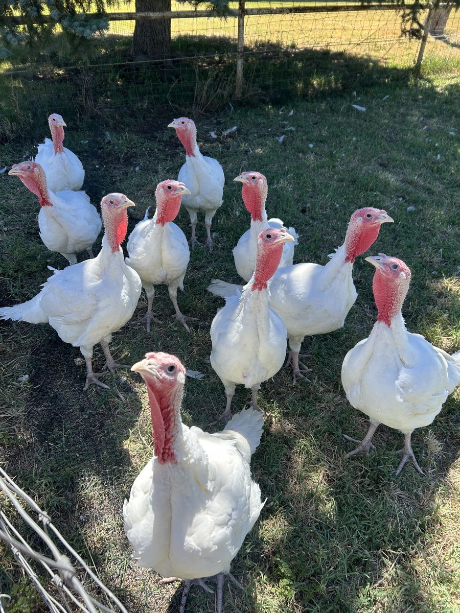 Pasture Raised Meat Turkeys (preorder)