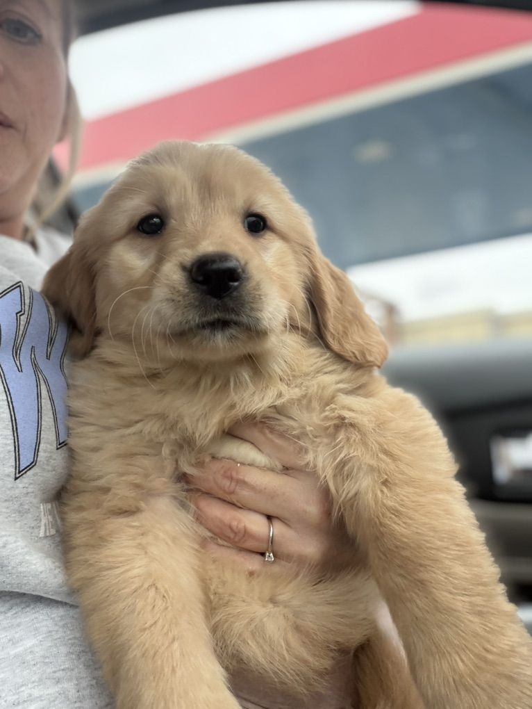 Golden retriever Puppies Delivering To Utah