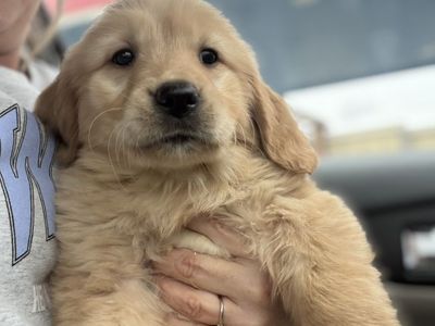 Golden retriever Puppies Delivering To Utah