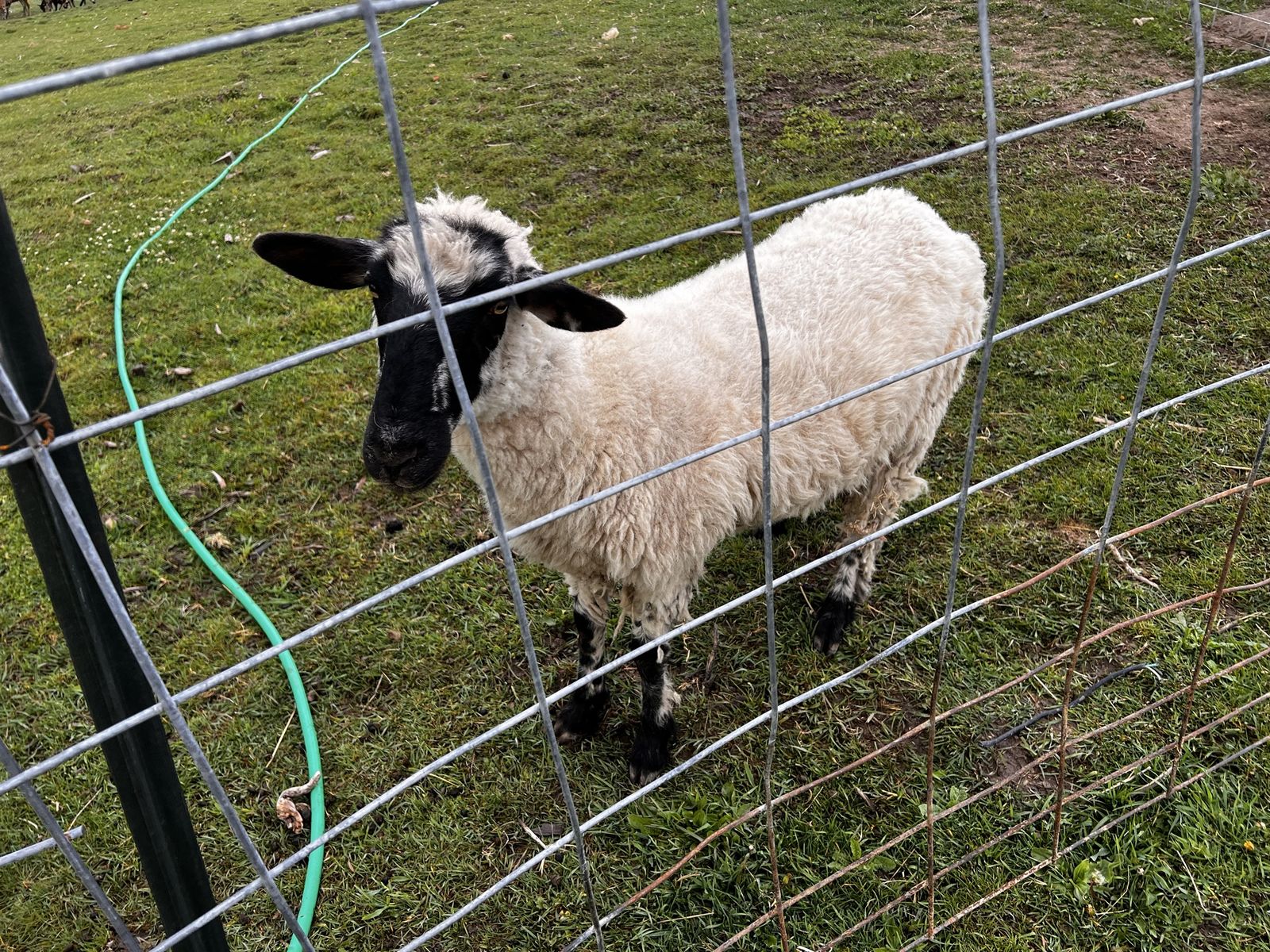 Trade goats/sheep for bottle calf