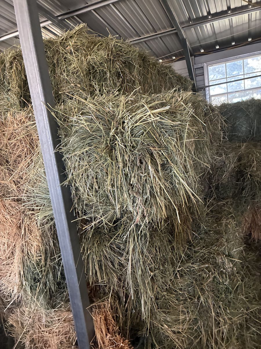 Grass Hay For Sale