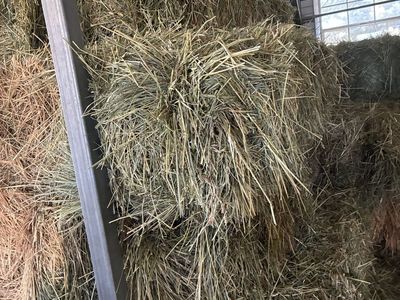 Grass Hay For Sale