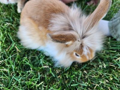 Lionhead mix baby bunnies