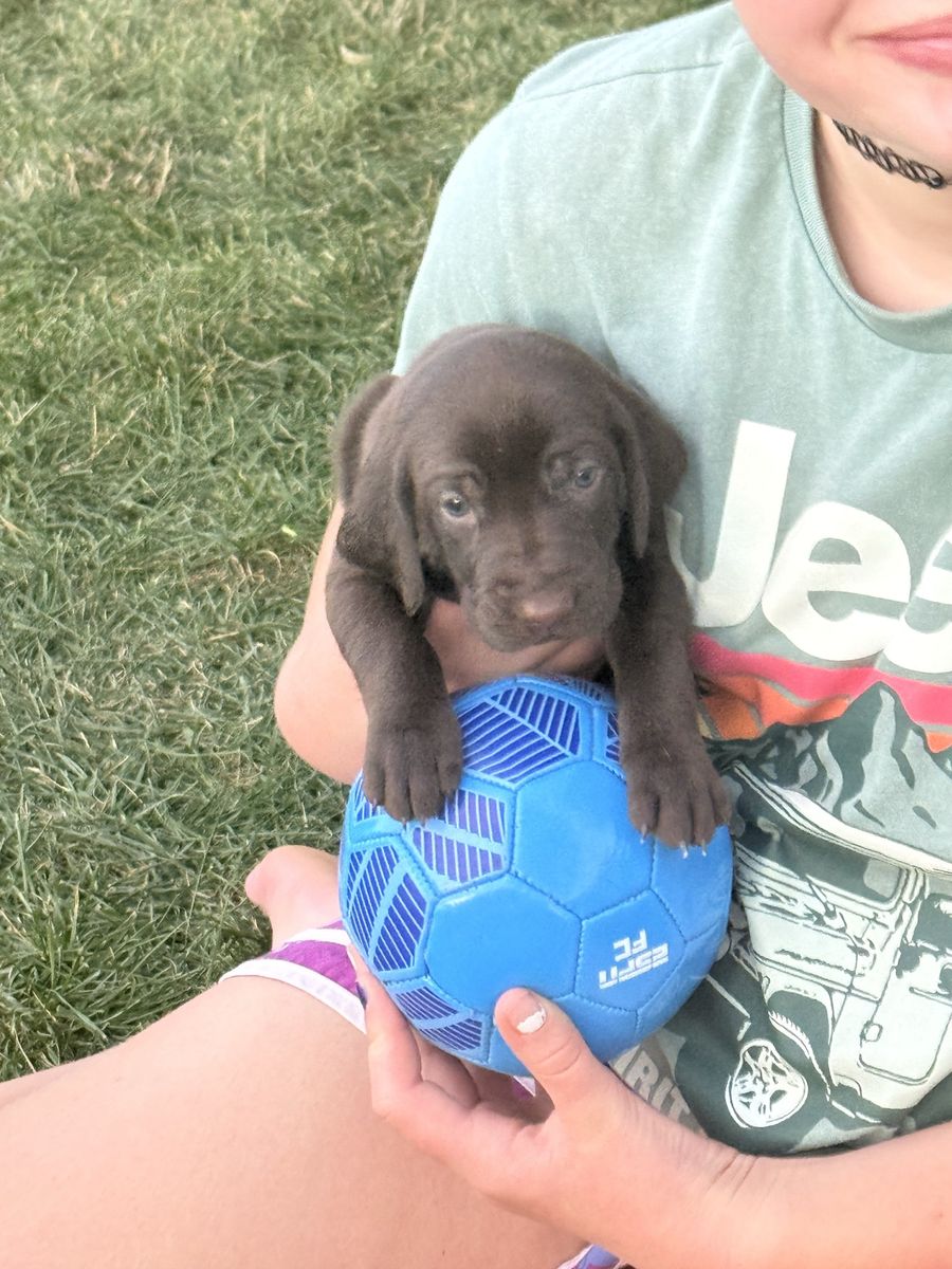 Adorable German Shorthaired Pointer German Wirehair cross Puppies - Chocolate & Roan