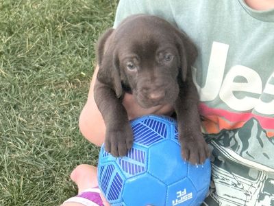 Adorable German Shorthaired Pointer German Wirehair cross Puppies - Chocolate & Roan