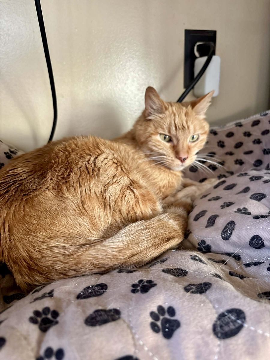 Saffy Needs a Loving Family