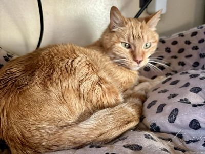 Saffy Needs a Loving Family