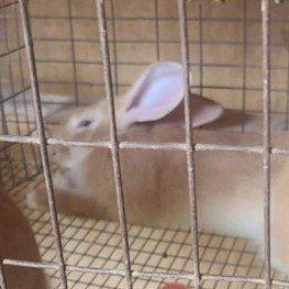 flemish giant