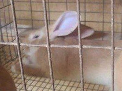flemish giant