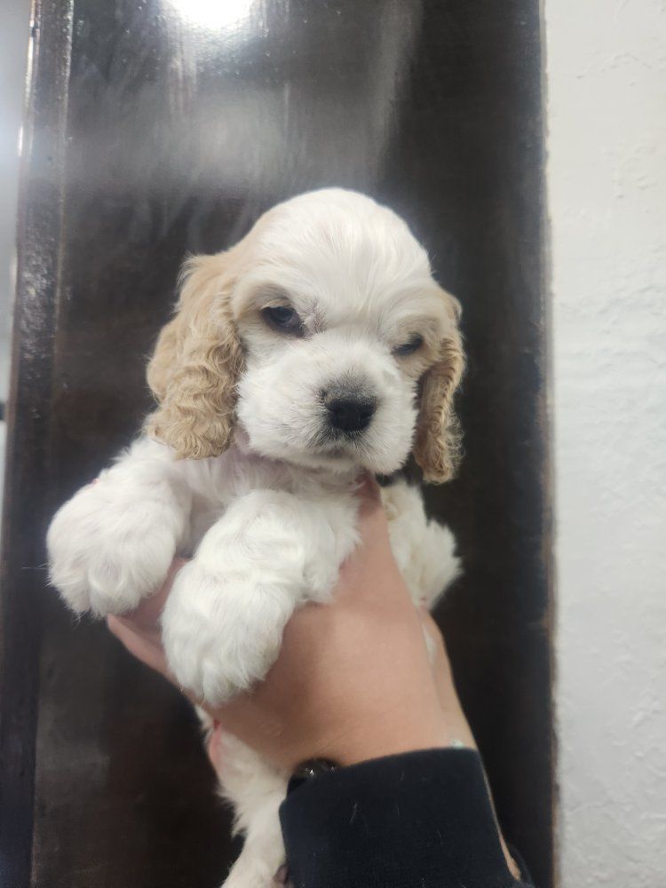 AKC Registered American Cocker Spaniel Puppies