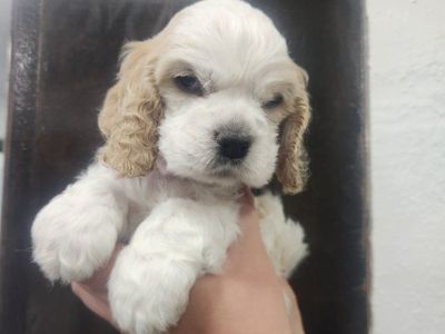 AKC Registered American Cocker Spaniel Puppies