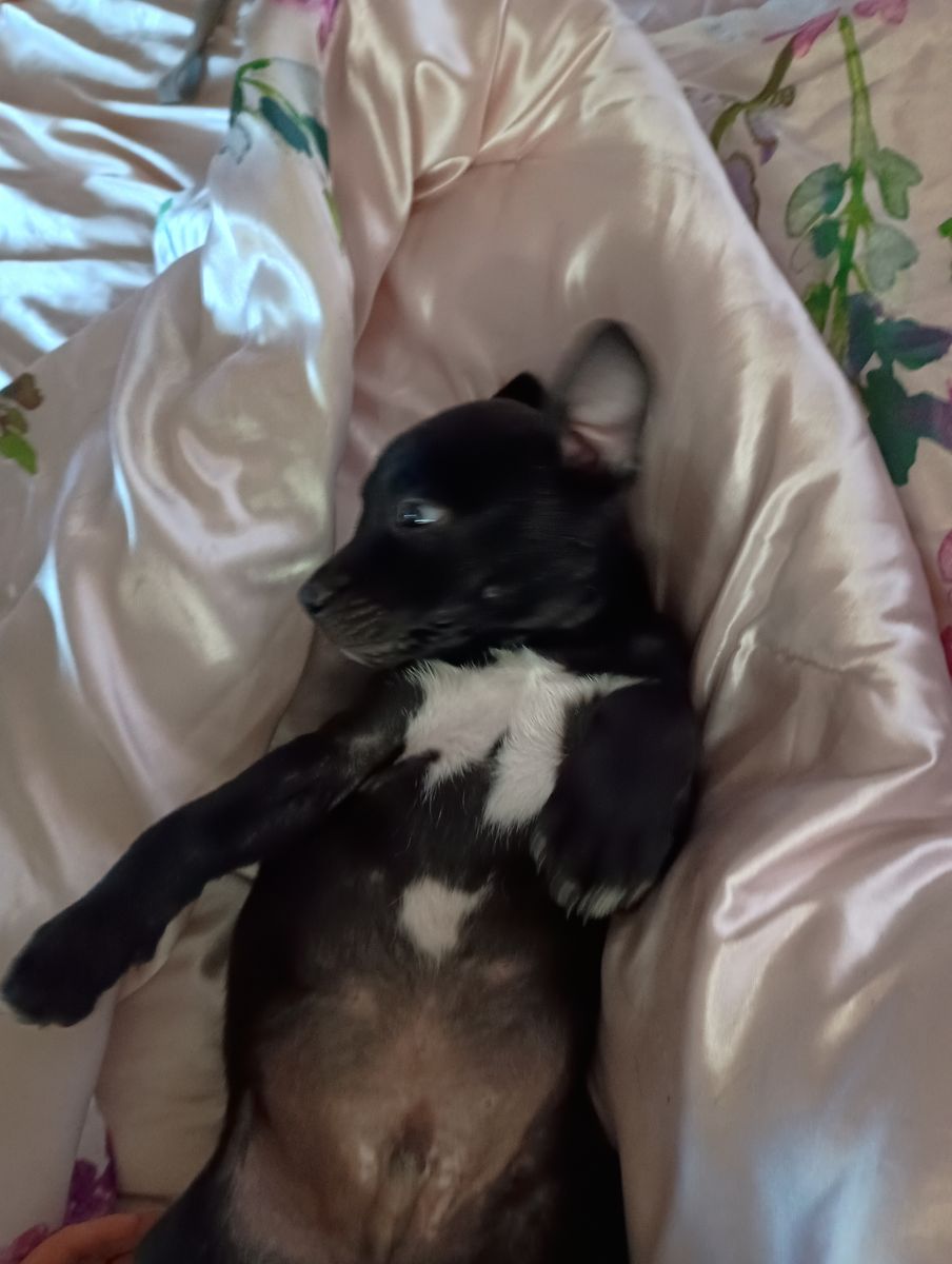 Male Puppy and Female Dog