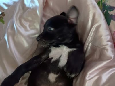 Male Puppy and Female Dog