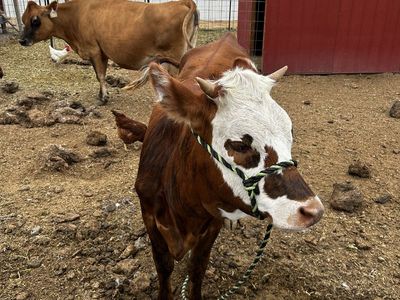 Mini jersey Hereford cross