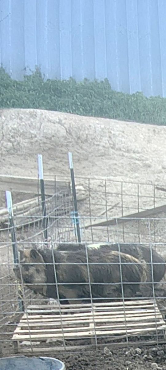 2 kune kune females