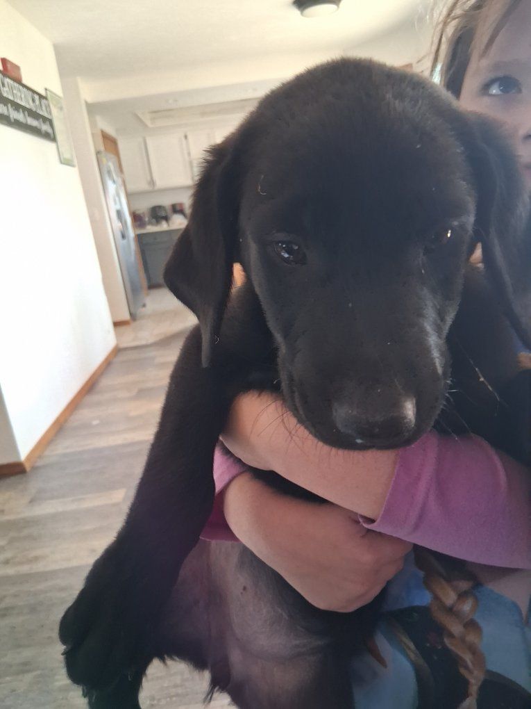 Adorable Labrador Retriever Puppies - Black Female/Male