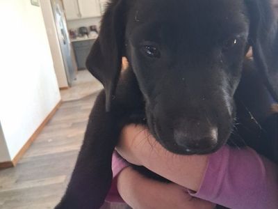 Adorable Labrador Retriever Puppies - Black Female/Male