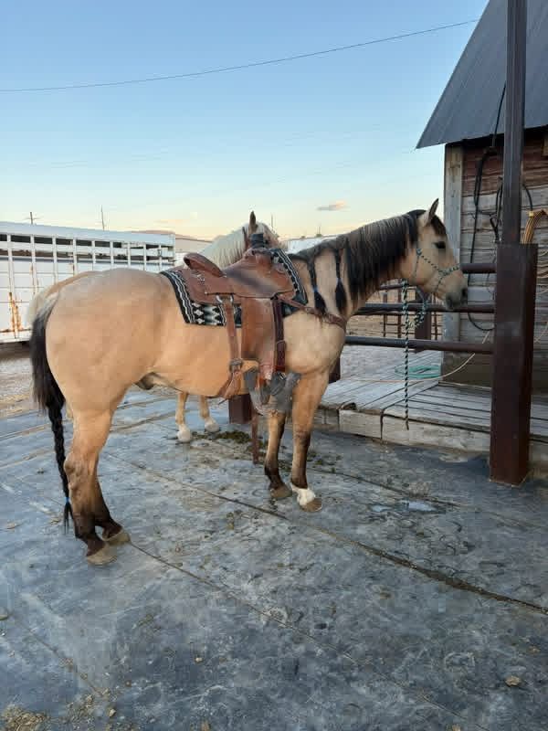 Pete 13 Year Old seasoned Head Horse