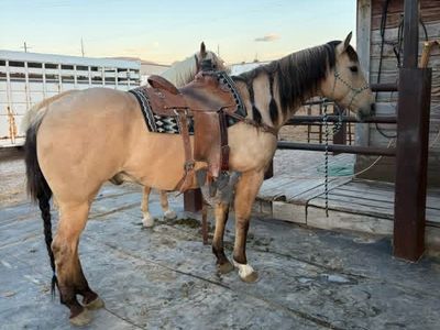 Pete 13 Year Old seasoned Head Horse